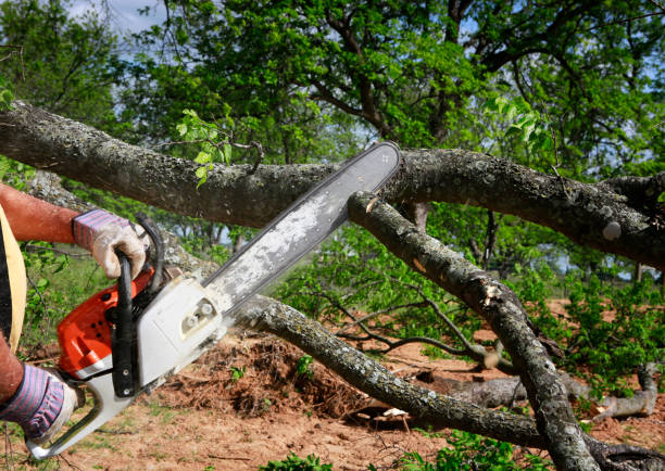 Best Firewood Processing and Delivery  in Seat Pleasant, MD